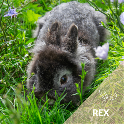 Rex