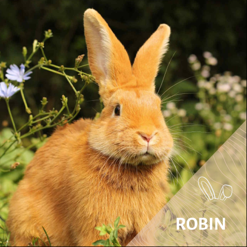 Robin