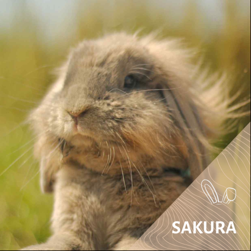 Sakura