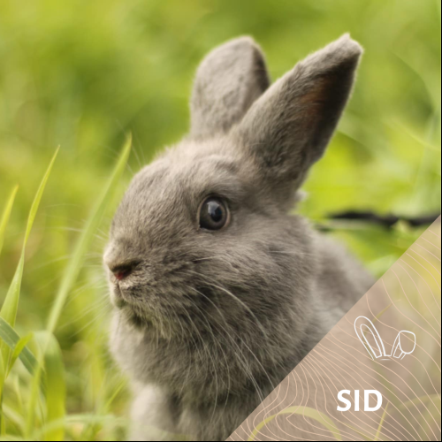 Sid