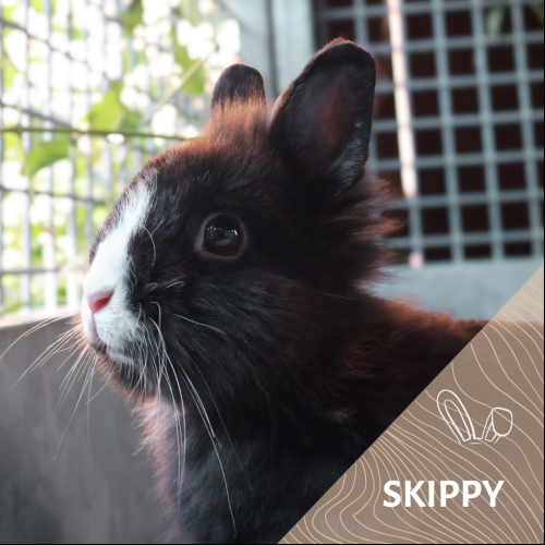 Image Skippy