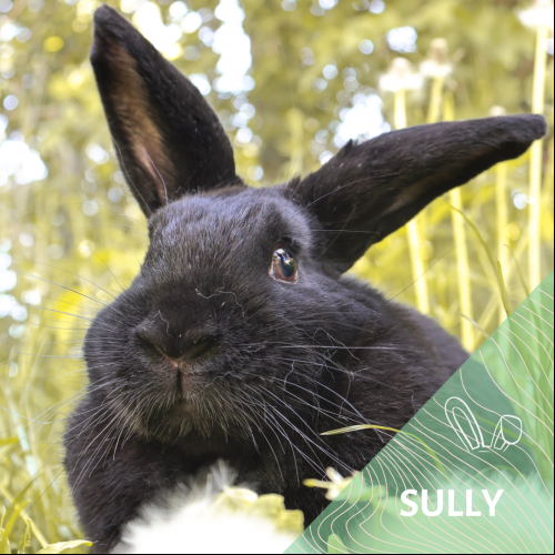 Sully