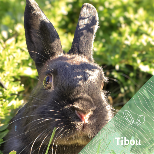 Image Tibou