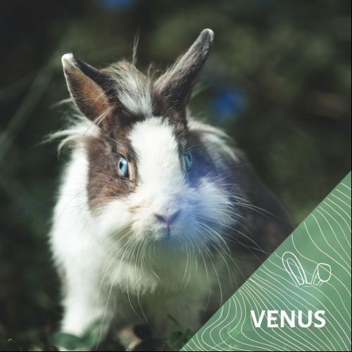 Vénus