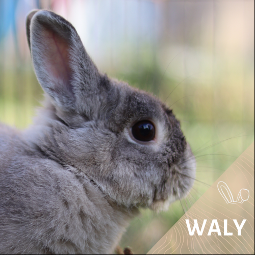 Waly