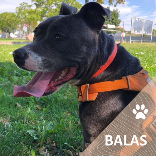 Balas