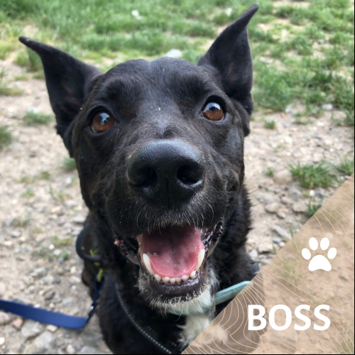 Boss