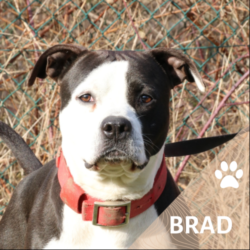 Brad