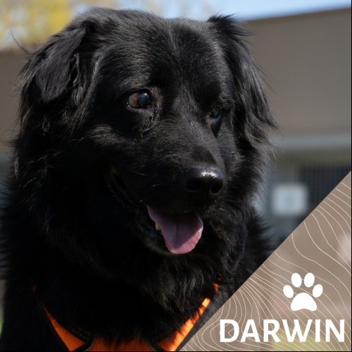 Darwin