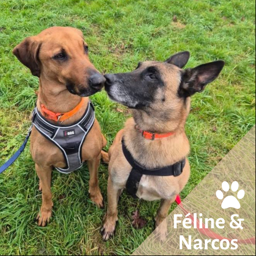 Féline & Narcos