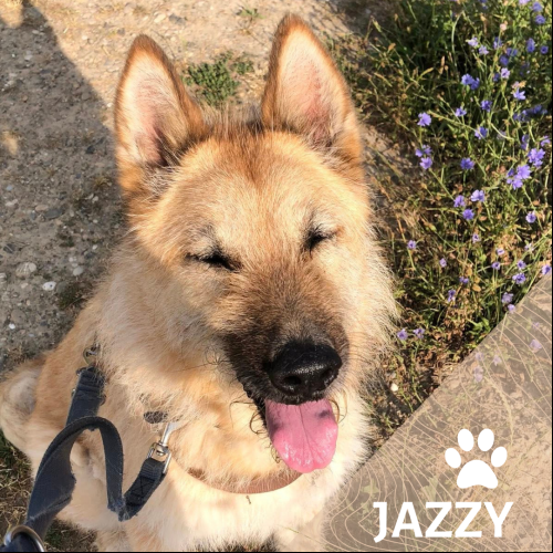 Jazzy