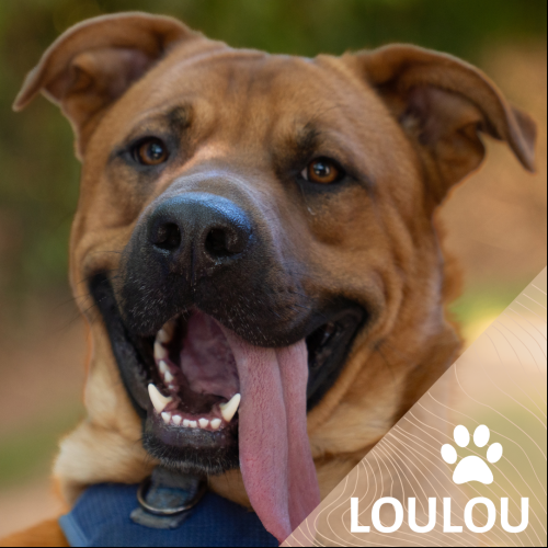 Loulou