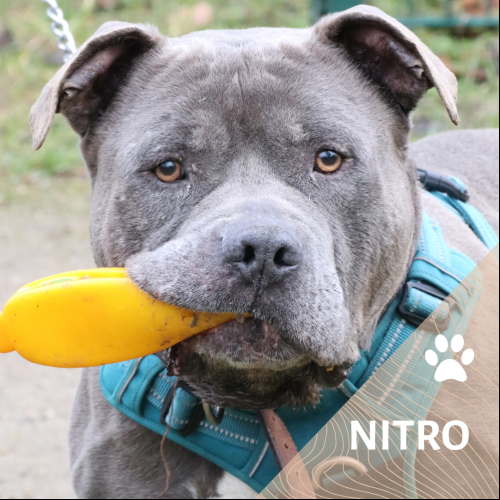 Nitro