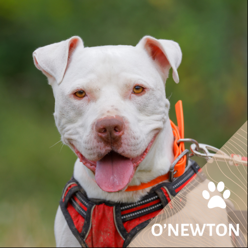 O Newton