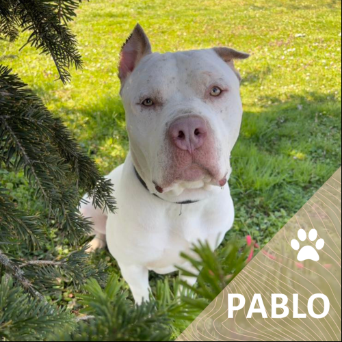 Pablo
