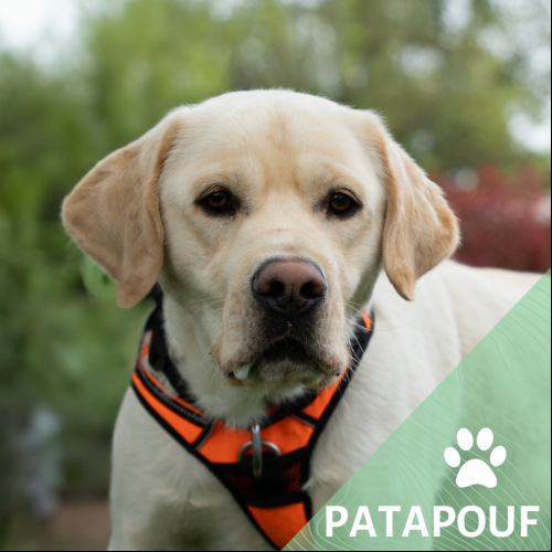 Patapouf