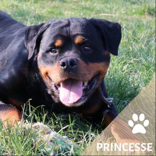 Princesse