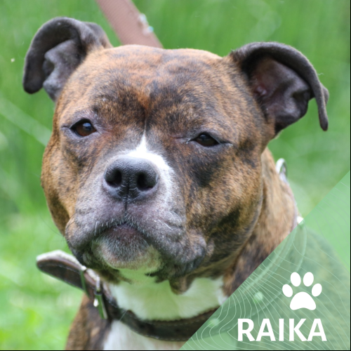 Raika