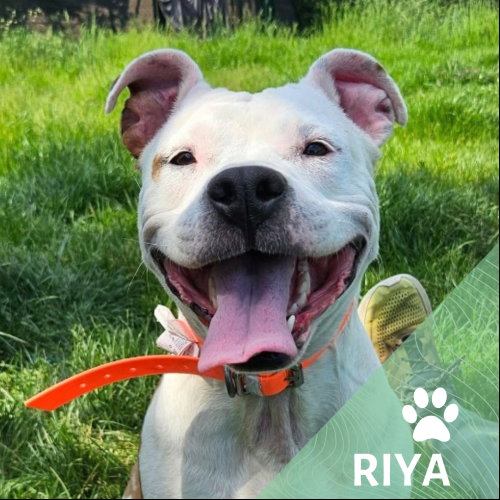 Riya