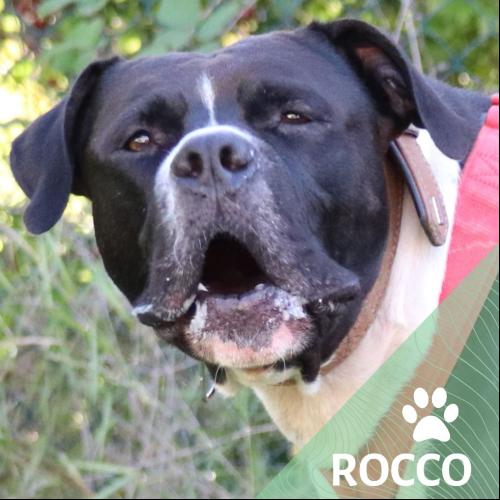 Image Rocco