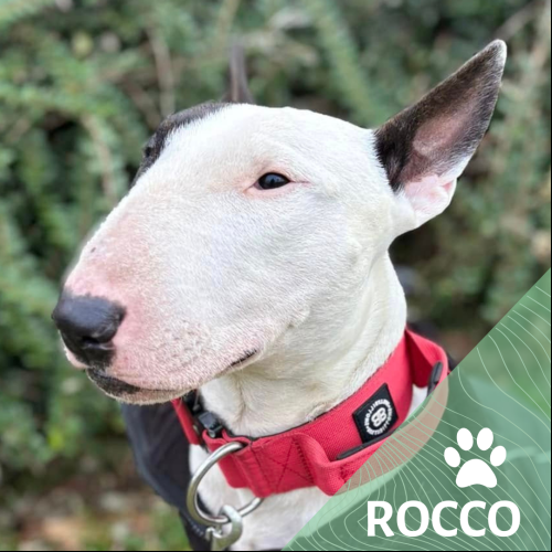 Image Rocco