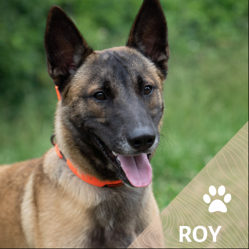 Roy