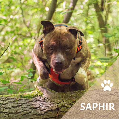 Saphir