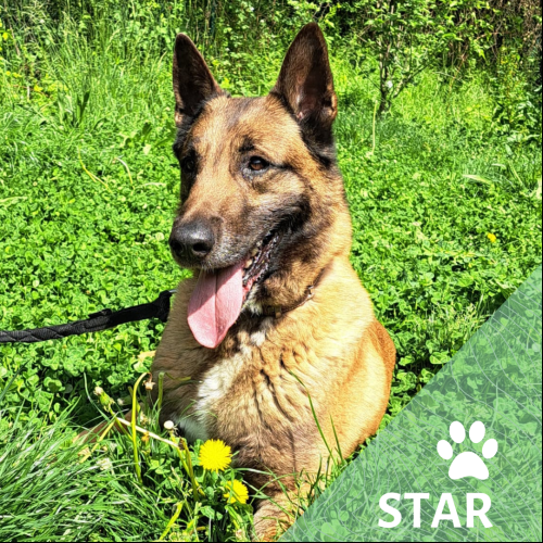 Star