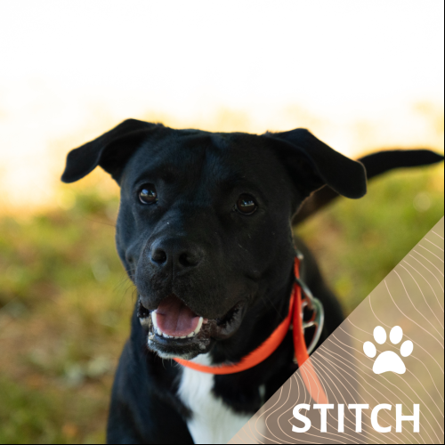 Stitch