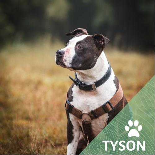 TYSON