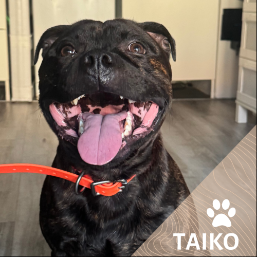 Taiko