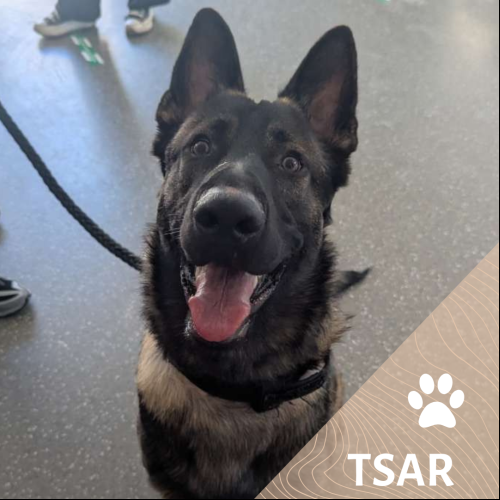 Tsar