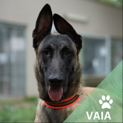 Vaia