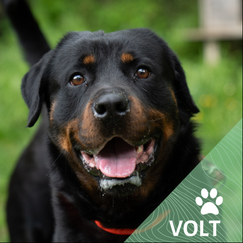 Volt
