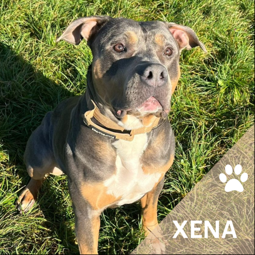 Xéna