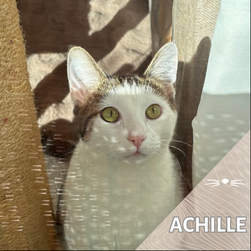 Achille