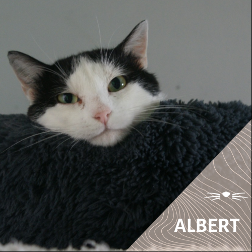 Albert