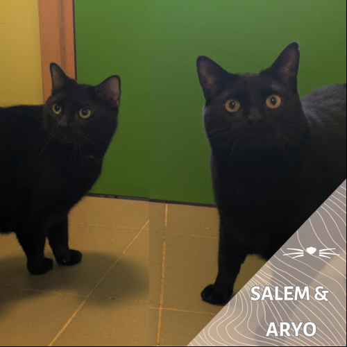 Aryo & Salem