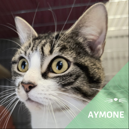 Aymone