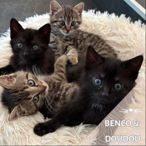 Benco & Doudou