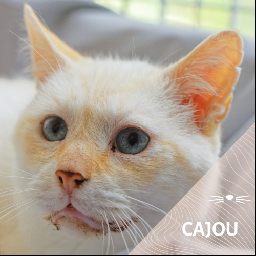Cajou
