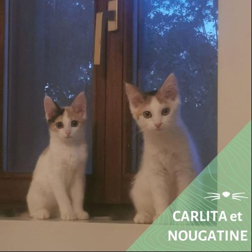 Image Carlita et Nougatine