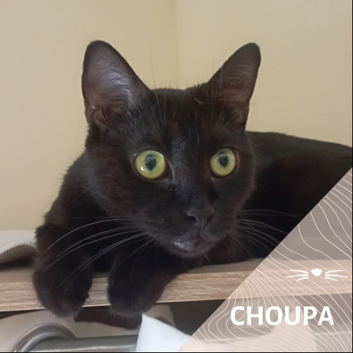 Choupa
