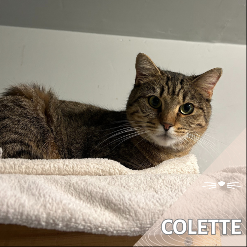 Colette