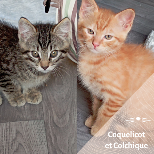 Coquelicot et Colchique