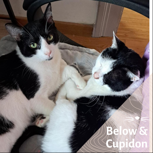 Cupidon et Below