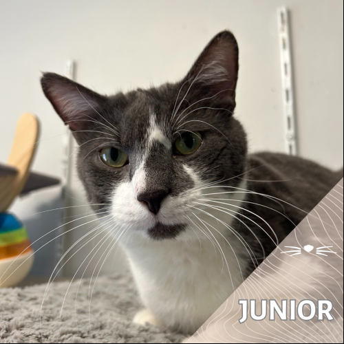 Junior