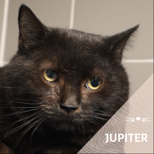 Jupiter