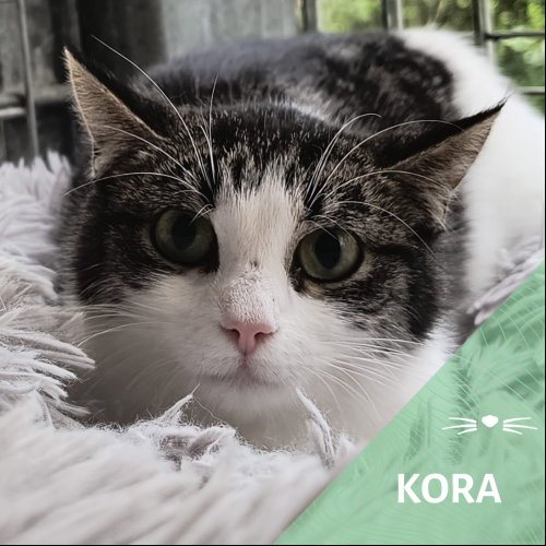 Kora