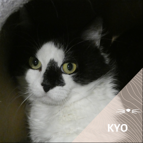Kyo